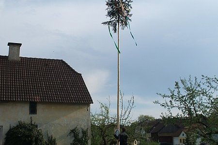 Auch der Ortsvorstand bekam von der Dorfjugend wieder einen Baum aufgestellt.
