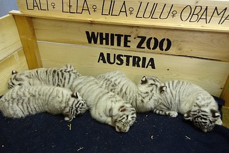 Weiße-Tiger-Babys